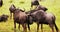 Wildebeest family grazing and bonding, in Kenya during rainy season, Safari