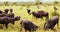 Wildebeest family grazing and bonding, in Kenya during rainy season, Safari