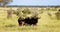 Wildebeest family grazing and bonding, in Kenya during rainy season, Safari