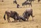 Wildebeest fight