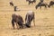 Wildebeest fight