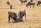 Wildebeest fight