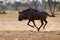 Wildebeest fight. Blue wildebeest, Connochaetes taurinus, on the meadow, big animal in the nature habitat in Botswana, Africa