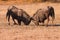 Wildebeest Fighting