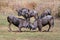 Wildebeest fighting in front of herd in southern Africa