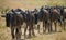 Wildebeest are following each other in the savannah. Great Migration. Kenya. Tanzania. Masai Mara National Park.