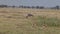 Wildebeest gazelles eating grassin the Masai Mara park.