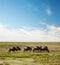 Wildebeest, Gnu on African savanna