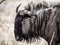 Wildebeest gnu profile