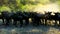 Wildebeest - gnus - against morning sun with light spots on horns in Serengeti