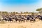 Wildebeest - Gnus at great migration time in Savanna of Serengeti, Tanzania, Africa