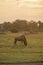 Wildebeest in golden light in Botswana, Africa