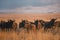 Wildebeest in golden light South Africa