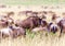 Wildebeest graze in the field. Kenya, a national park.