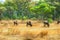 Wildebeest graze peacefully at the edge of an indigenous forest.