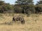 Wildebeest grazing in African bush-veld and grassland landscape with acacia trees at Okonjima Nature Reserve, Namibia