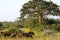 Wildebeest grazing close a baobab at Kissama National Park â€“ Angola.