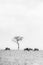 Wildebeest grazing frame in Black and white at Masai Mara National Park in evening hours