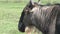 Wildebeest grazing on the grassland