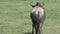 Wildebeest grazing on the grassland
