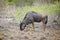 Wildebeest grazing in Kruger National Park