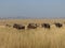 Wildebeest grazing in Maasai Mara Kenya