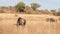 Wildebeest grazing on the plain