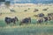 Wildebeest grazing in Serengeti, Tanzania, Africa. Herd of wildebeest in Savanna.