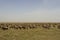 Wildebeest great migration in Serengeti National Park, Tanzania