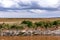 Wildebeest The Greatest Migration Crossing mara river in the  Maasai Mara National Game Reserve Park Rift Valley Narok County Keny