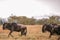 Wildebeest Greatest Migration at the Maasai Mara National Game Reserve Park And Conservation Areas Exploring Africa Safari Adventu