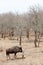 Wildebeest in a grey landscape