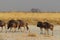 Wildebeest group running in nata in Botswana.