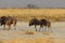 Wildebeest group running in nata in Botswana.