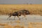 Wildebeest group running in nata in Botswana.