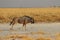 Wildebeest group running in nata in Botswana.