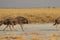 Wildebeest group running in nata in Botswana.