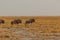 Wildebeest group running in nata in Botswana.