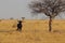 Wildebeest group running in nata in Botswana.