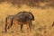 Wildebeest group running in nata in Botswana.