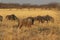 Wildebeest group running in nata in Botswana.