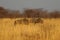 Wildebeest group running in nata in Botswana.