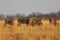 Wildebeest group running in nata in Botswana.