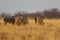 Wildebeest group running in nata in Botswana.