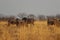 Wildebeest group running in nata in Botswana.