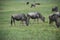 Wildebeest herd African wildlife also called gnus during great migration grazing in Serengeti of Tanzania, Africa
