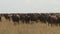 Wildebeest Herd Footage