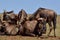 Wildebeest Herd gathering for nutrition