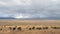 Wildebeest herd and lake inside ngorongoro crater