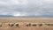 wildebeest herd and lake inside ngorongoro crater